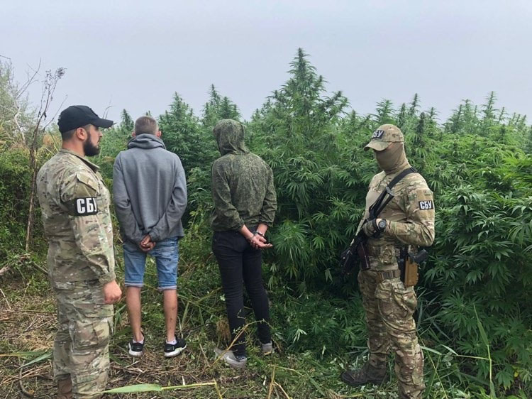 Солдаты и конопля jah division марихуана