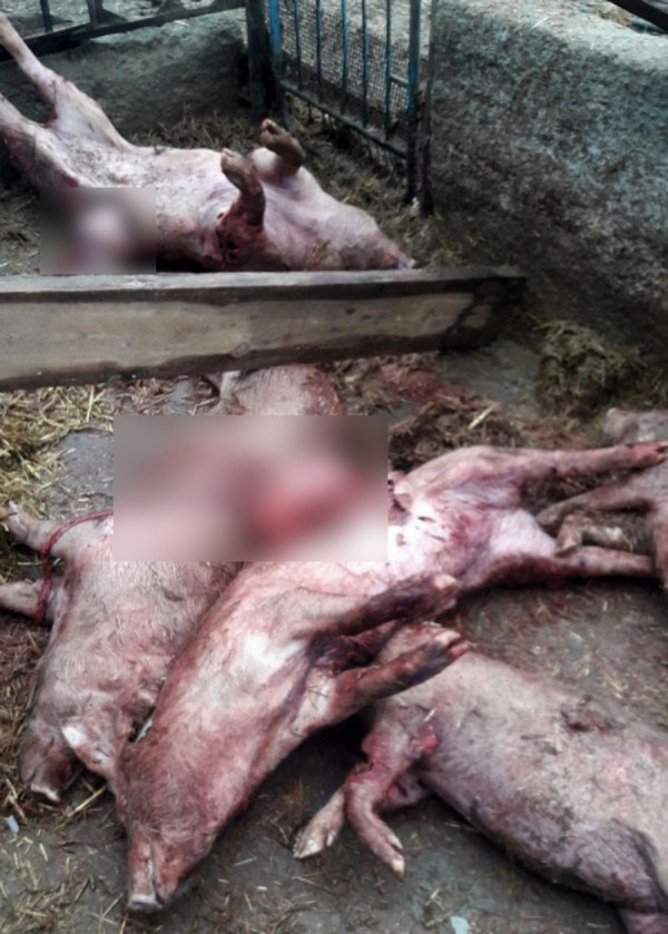 В Украине снова объявилась чупакабра - убивает и не жрет, а жертвы гибнут беззвучно (ФОТО, ВИДЕО) 9