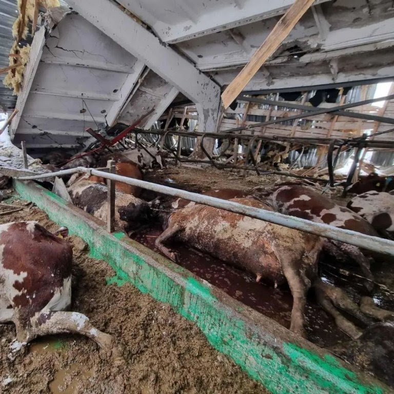 Рашисты разгромили молочную ферму на Харьковщине - элитных коров расстреляли (ФОТО) 3